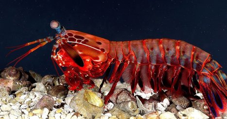 A Mantis Shrimp-Inspired Camera That Sees Polarized Light | Biomimicry | Scoop.it