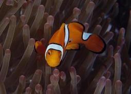 Carbon dioxide is 'driving fish crazy' | CLIMATE CHANGE WILL IMPACT US ALL | Scoop.it