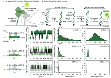 Multiplexed single-molecule analysis of barcoded protein variants | Ncm | RMH | Scoop.it