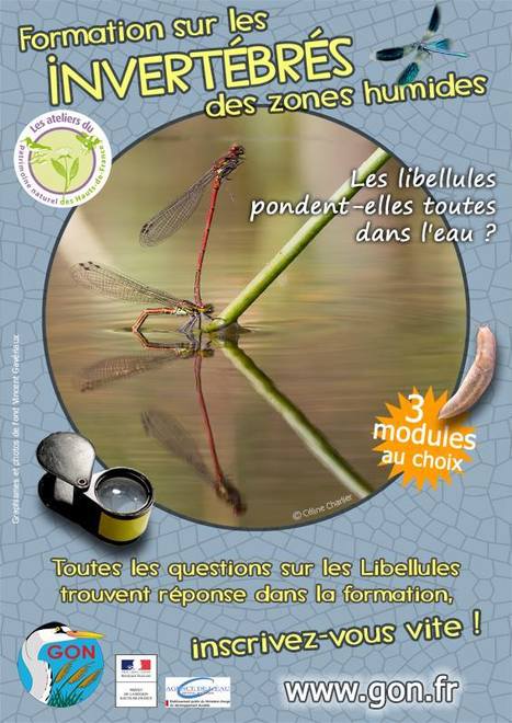 Lille. Formation invertébrés des zones humides | Variétés entomologiques | Scoop.it