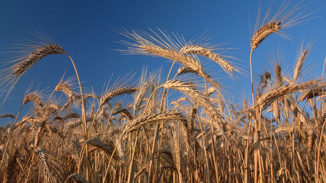 Turkey imposes new restrictions on Russian wheat imports | CONFLIT RUSSO-UKRAINIEN | Scoop.it