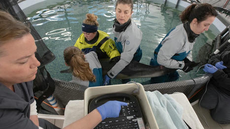 IFAW's Dolphin Rescue Center activated for stranded common dolphin | Soggy Science | Scoop.it