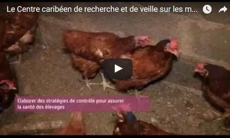 Maladies infectieuses animales : un centre d'excellence dans la Caraïbe  | Revue Politique Guadeloupe | Scoop.it