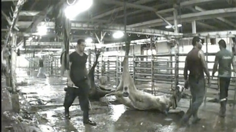 Liban. Une organisation internationale dénonce la brutalité des méthodes de l’abattoir de la Quarantaine | La Gazette des abattoirs | Scoop.it