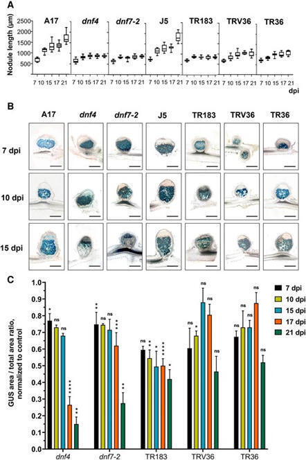 Diverse triggers, common outcome: Senescence in Fix⁻ Medicago truncatula nodules | Plant-Microbe Symbiosis | Scoop.it
