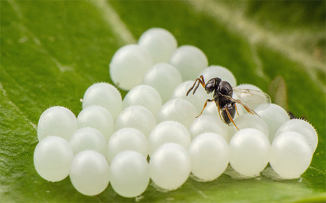 Suisse : Agroscope lance un essai de dissémination de guêpes samouraï pour lutter contre la punaise marbrée | EntomoNews | Scoop.it