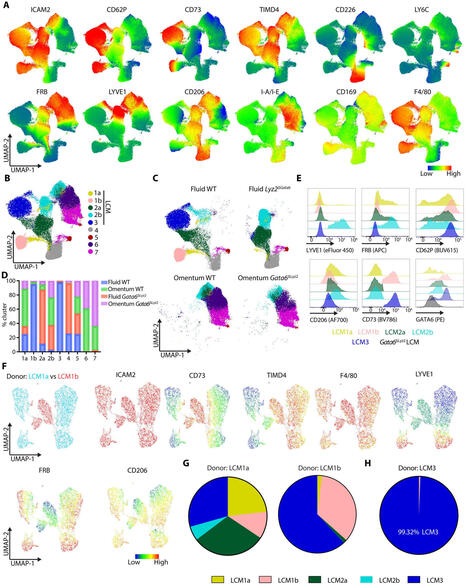 Two developmental pathways shape the peritoneal macrophage population | Immunopaedia | Immunology | Scoop.it