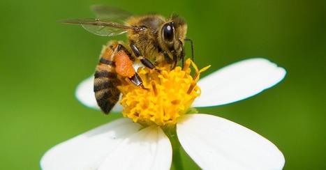 Honey Bees Trained to Detect Cancer on Patients' Breath [VIDEO] | Fitness, Health, and Wellness | Scoop.it