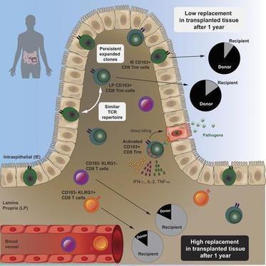 Resident memory CD8 T cells persist for years in human small intestine | JEM | Mucosal Immunity | Scoop.it