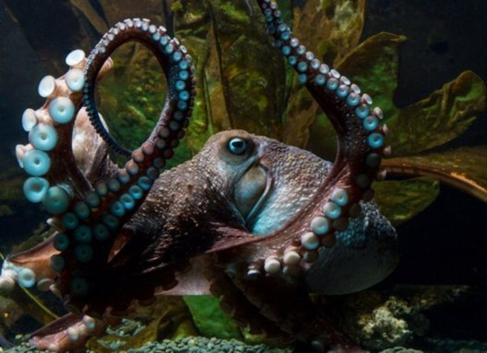 Octopus slips out of aquarium tank, crawls across floor, escapes down pipe to ocean | Nerdy Needs | Scoop.it