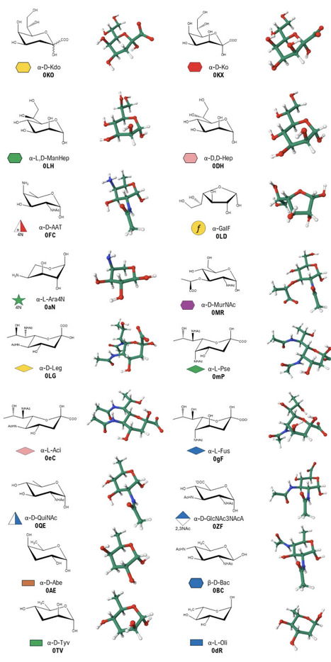 GLYCAM Bacterial Carbohydrate Builder: a web-tool for modelling 3D structures of bacterial glycans | brvm | RMH | Scoop.it