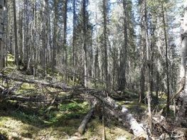 Feux de for&ecirc;ts : les insectes acquitt&eacute;s | EntomoNews | Scoop.it