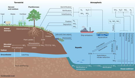 Fluxes and imbalances in the modern global nitrogen cycle | Nree | RMH | Scoop.it