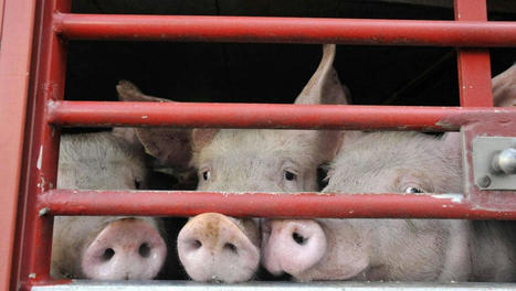 Agriculture. Les abattoirs itinérants bientôt dans les fermes | La Gazette des abattoirs | Scoop.it