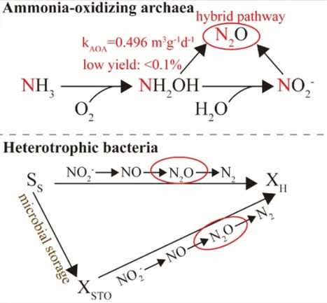 Resolving Nitrous Oxide Source Ambiguity in Ammonia-Oxidizing Archaea-Dominated Nitrification: Mechanistic Modeling of the Hybrid Pathway and Coupled Denitrification | acs | RMH | Scoop.it