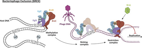 PglZ from Type I BREX phage defence systems is a metal-dependent nuclease that forms a sub-complex with BrxB | nar | RMH | Scoop.it