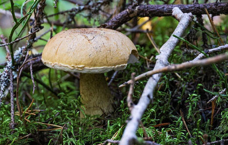 Canicule, s&eacute;cheresse&hellip; Va-t-on pouvoir cueillir des champignons cet automne&nbsp;? | Biodiversit&eacute; - @ZEHUB on Twitter | Scoop.it