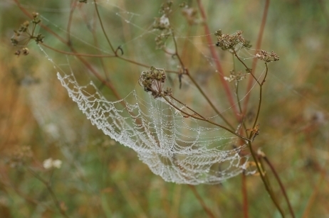 Des toiles d'araignées tombent du ciel en Drôme Ardèche | Variétés entomologiques | Scoop.it