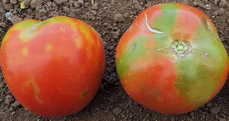 Premier cas de virus ToBRFV de la tomate en France | SCIENCES DU VEGETAL | Scoop.it