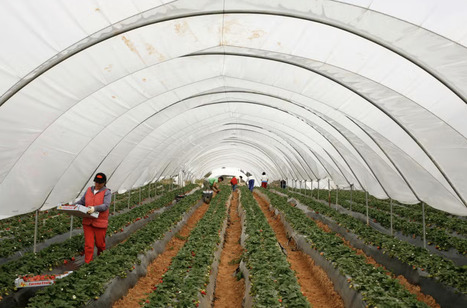 ESPAGNE : Des saisonnières marocaines créent leur premier syndicat | EUROPES | Scoop.it