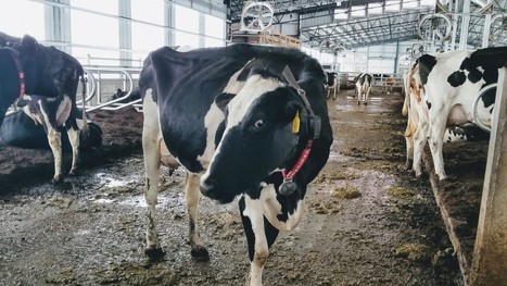 Subcutaneous Fitbits? These cows are modeling the tracking technology of the future | Daily Magazine | Scoop.it