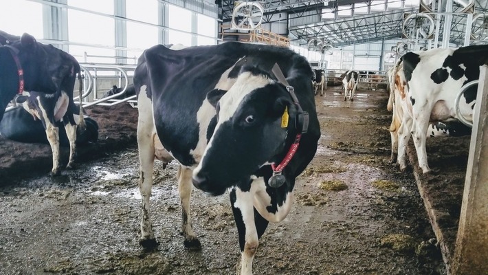 Subcutaneous Fitbits? These cows are modeling the tracking technology of the future | WHY IT MATTERS: Digital Transformation | Scoop.it