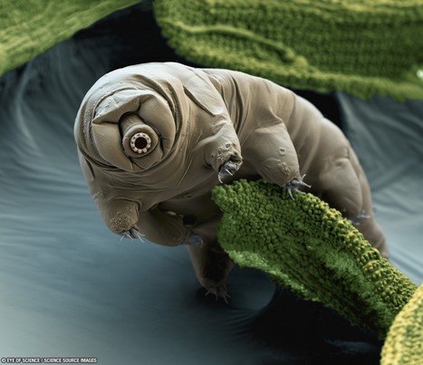 Tardigrade, l’extraterrestre de la Terre | Variétés entomologiques | Scoop.it