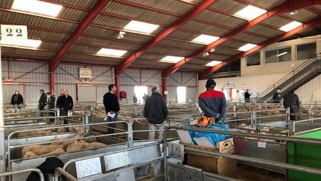 Le marché ovin a rouvert ! | Actualité Bétail | Scoop.it