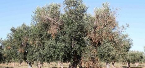 Une nouvelle méthode pour détecter des oliviers infectés par la bactérie Xylella | Les Colocs du jardin | Scoop.it