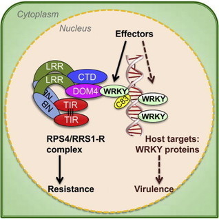 Cell: A Plant Immune Receptor Detects Pathogen Effectors that Target WRKY Transcription Factors (2015) | Publications from The Sainsbury Laboratory | Scoop.it