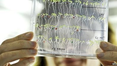 Plants 'do maths', scientists say | Science News | Scoop.it