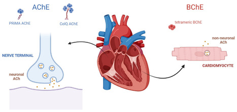 Les cholinestérases : des acteurs méconnus de la régulation cardiaque | Life Sciences Université Paris-Saclay | Scoop.it