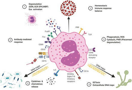 regulatory role of eosinophils in viral, bacterial, and fungal infections | Clinical and Experimental Immunology | Oxford Academic | Allergy (and clinical immunology) | Scoop.it