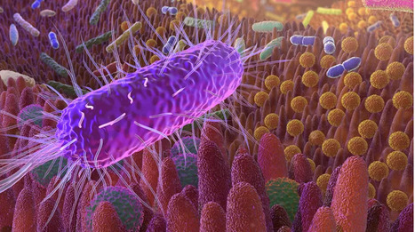 Microbiote: et si vous donniez vos selles à la science ? | Life Sciences Université Paris-Saclay | Scoop.it