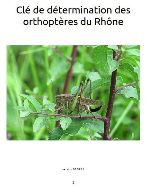 Clé de détermination des Orthoptères du Rhône - www.faune-rhone.org | Insect Archive | Scoop.it
