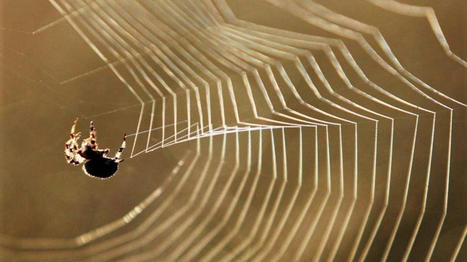 Saint-Brevin-les-Pins. Une sortie sur les traces des araignées | Variétés entomologiques | Scoop.it