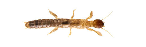 Les Embioptères : ordre des Embioptera ou tisseurs de toile | EntomoScience | Scoop.it