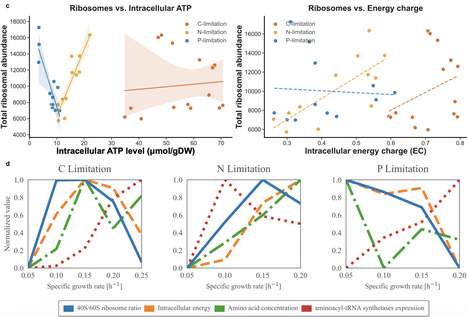 Energy-translation coupling limits anaerobic yeast growth | Ncm | RMH | Scoop.it