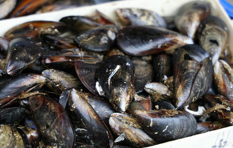 Des moules contaminées par la bactérie E. coli rappelées dans toute la France | Toxique, soyons vigilant ! | Scoop.it