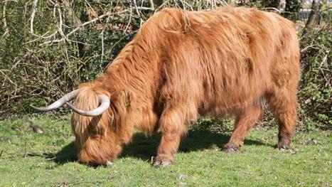 La consommation du lait : une histoire très ancienne | Lait de Normandie... et d'ailleurs | Scoop.it