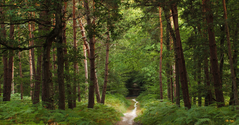 Ile-de-France : deux visions de la nature s'affrontent dans la forêt de Romainville | ECOLOGIE - ENVIRONNEMENT | Scoop.it