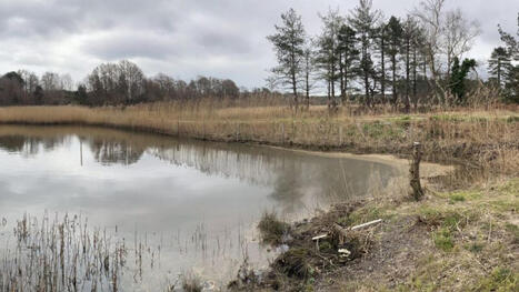 &pound;6.1m paid after Poole Harbour oil spill &ndash; / le 16.03.2026 | Pollution accidentelle des eaux (+ d&eacute;chets plastiques) | Scoop.it