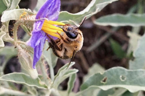 Une nouvelle étude met en lumière les microbrasseries souterraines des abeilles nichant au sol | Veille Scientifique Agroalimentaire - Agronomie | Scoop.it