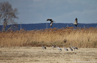 Grue cendrée (Grus grus), Common Crane | Camargue Nature | Scoop.it