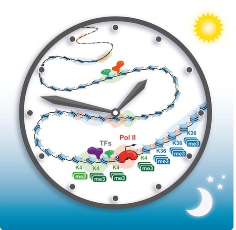 Rhythmic Changes in Gene Activation Power the Circadian Clock | Science News | Scoop.it