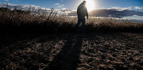 American farmers, who once fed the world, face a volatile global market with diminishing federal backing | by&nbsp;Peter Simons, Lecturer in History, Hamilton College | TheConversation.com | @The Convergence of ICT, the Environment, Climate Change, EV and HEV Transportation & Distributed Renewable Energy | Scoop.it