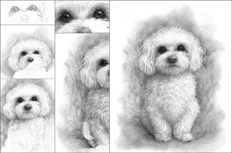 How to Draw a Maltese | Drawing and Painting Tutorials | Scoop.it