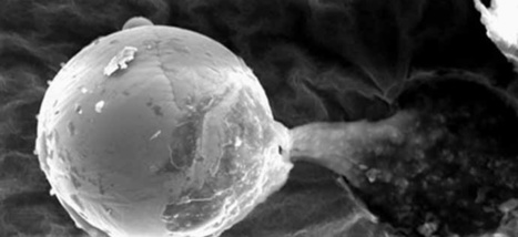 Des sphères de métal microscopiques contenant de l’ADN ont-elles apporté la vie sur Terre ? | Koter Info - La Gazette de LLN-WSL-UCL | Scoop.it