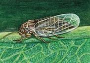 Le psylle du poirier | Les Colocs du jardin | Scoop.it