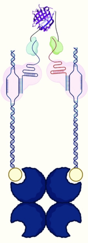 A dCas9 Proximity Reporter for Investigating DNA Linear and Rotational Dynamics | brvt | RMH | Scoop.it